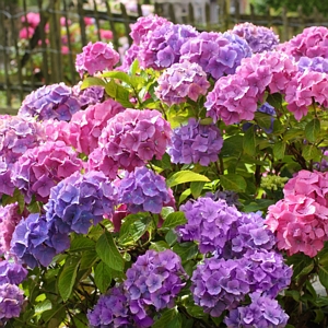 Penny Mac Hydrangea